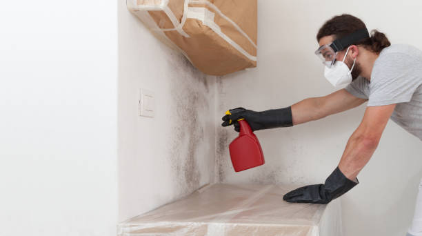 Professional Basement Mold Remediation technician working in Wayland, MA